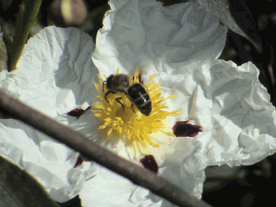 Abeja Negra